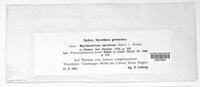 Myrioconium tenellum image